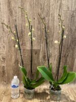 Phalaenopsis Large I-Hsin Dream Bubble (4.5" pot) - Image 5