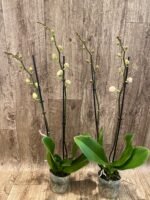 Phalaenopsis Large I-Hsin Dream Bubble (4.5" pot) - Image 6