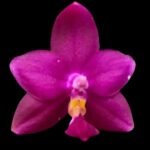 In Spike Fragrant - Phalaenopsis violacea indigo ‘Red’ x sib (3” pot)