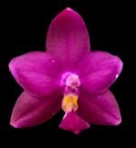 In Spike Fragrant - Phalaenopsis violacea indigo ‘Red’ x sib (3” pot)