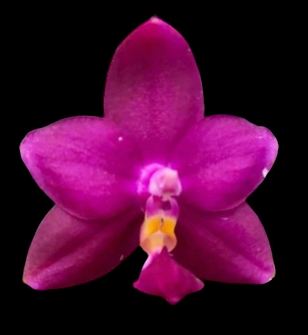 il_fullxfull.6026514631_10cd-1.jpg In Spike Fragrant - Phalaenopsis violacea indigo ‘Red’ x sib (3” pot) - Image 1