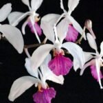 Holcoglossum amesianum x sib (3” Pot)