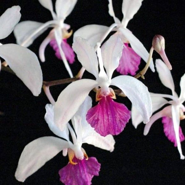 il_fullxfull.6043145530_6lea.jpg Holcoglossum amesianum x sib (3” Pot) - Image 1