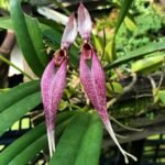 Bulbophyllum biflorum blooming Size (3.5” Pot)