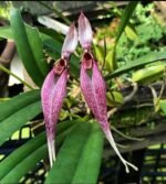 Bulbophyllum biflorum blooming Size (3.5” Pot)