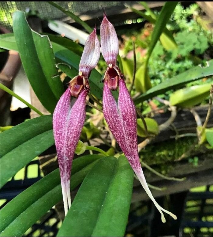 Bulbophyllum biflorum blooming Size (3.5” Pot) - Image 1
