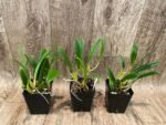 Bulbophyllum biflorum blooming Size (3.5” Pot) - Image 3