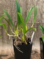 Bulbophyllum biflorum blooming Size (3.5” Pot) - Image 5