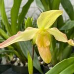 Phragmipedium longifolium alba x Karame (4.5” pot)