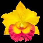 RIc. Chomthong Delight 'Smile Lip' (5” pot)