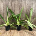 XL Paph. Kolokopingii Var. Topperix Stonei (#1 × 2008) (5”Pot)