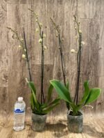 Phalaenopsis Large I-Hsin Dream Bubble (4.5" pot) - Image 4