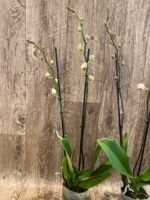 Phalaenopsis Large I-Hsin Dream Bubble (4.5" pot) - Image 7