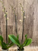 Phalaenopsis Large I-Hsin Dream Bubble (4.5" pot) - Image 8