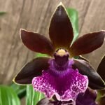 In Spike Zygopetalum Debbie De Mello 'Honolulu Baby' AM/AOS (3.5" pot)