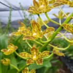 HUGE Grammatophyllum Scriptum var. Leopard (54 + 35 shipping) (6” pot)