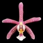 Fragrant - Phalaenopsis Jiaho's Pink Girl × mannii 'Black' (3" pot)