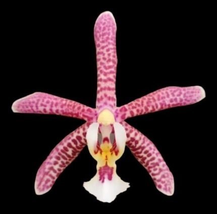 Fragrant - Phalaenopsis Jiaho's Pink Girl × mannii 'Black' (3" pot)