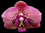 Phalaenopsis OX Luna Rosa (3" pot)