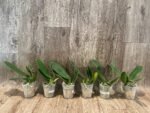 Phalaenopsis OX Luna Rosa (3" pot) - Image 2