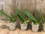 Phalaenopsis OX Luna Rosa (3" pot) - Image 4