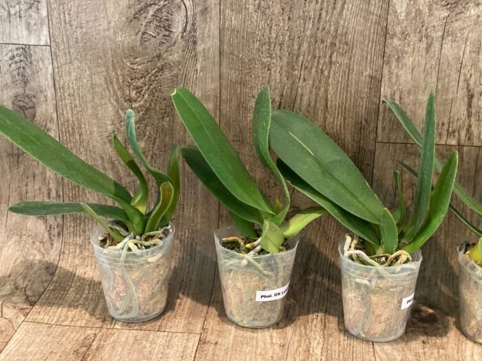 Phalaenopsis OX Luna Rosa  (3" pot) - Image 4