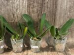 Phalaenopsis OX Luna Rosa (3" pot) - Image 5