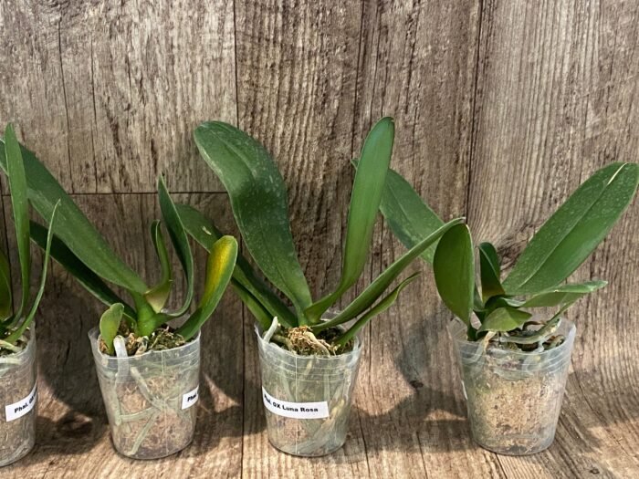 Phalaenopsis OX Luna Rosa  (3" pot) - Image 5