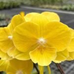 Phalaenopsis Younghome Lemon Yellow (3.5" pot)