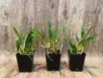 Bulbophyllum biflorum blooming Size (3.5” Pot) - Image 2