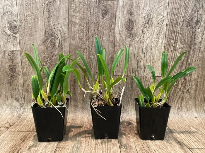 Bulbophyllum biflorum blooming Size (3.5” Pot) - Image 2