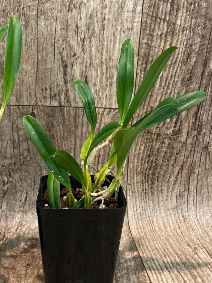 Bulbophyllum biflorum blooming Size (3.5” Pot) - Image 4