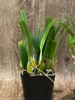 Bulbophyllum biflorum blooming Size (3.5” Pot) - Image 6