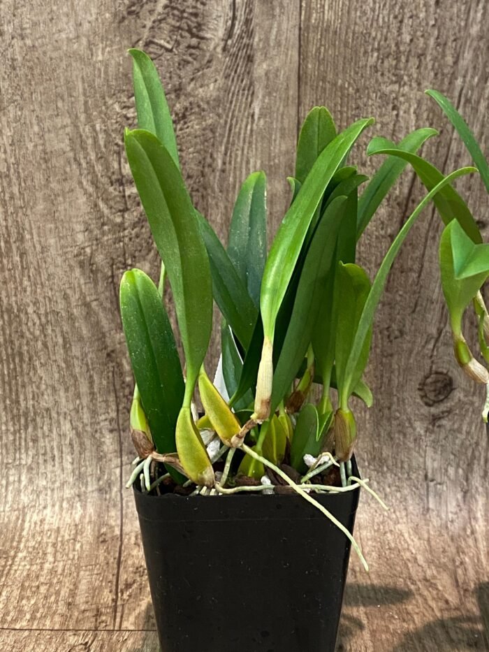 Bulbophyllum biflorum blooming Size (3.5” Pot) - Image 6