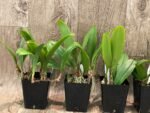 Bulbophyllum auratum (3.5” Pot) - Image 4