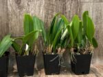 Bulbophyllum auratum (3.5” Pot) - Image 5
