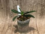Fragrant - Phalaenopsis (Sedirea) japonica × sib (3” pot) - Image 2