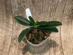 Fragrant - Phalaenopsis (Sedirea) japonica × sib (3” pot) - Image 3