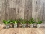 Fragrant - Phalaenopsis Phal. LD Sun Dragon (3” Pot) - Image 2