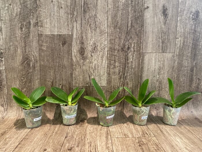 Fragrant - Phalaenopsis Phal. LD Sun Dragon (3” Pot) - Image 2