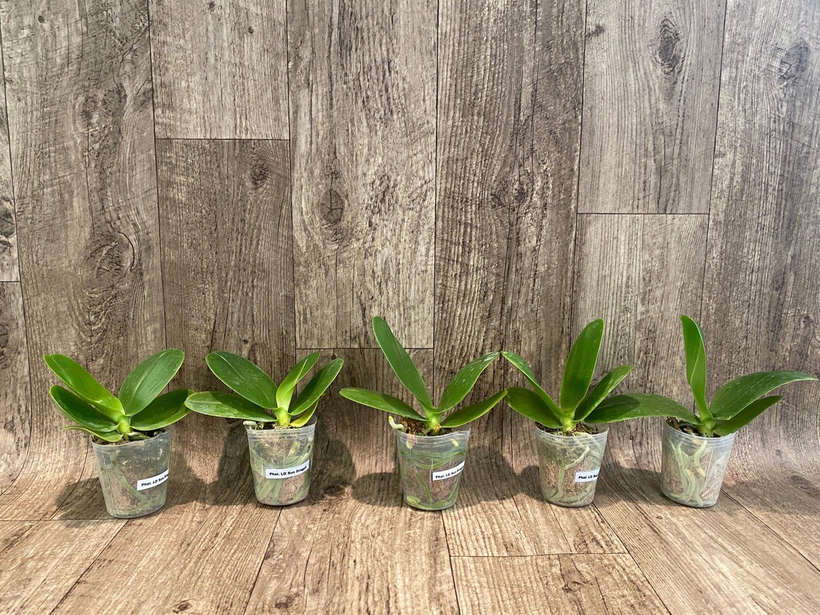 il_fullxfull.6101103954_7auy.jpg Fragrant - Phalaenopsis Phal. LD Sun Dragon (3” Pot) - Image 2