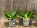 Fragrant - Phalaenopsis Phal. LD Sun Dragon (3” Pot) - Image 4