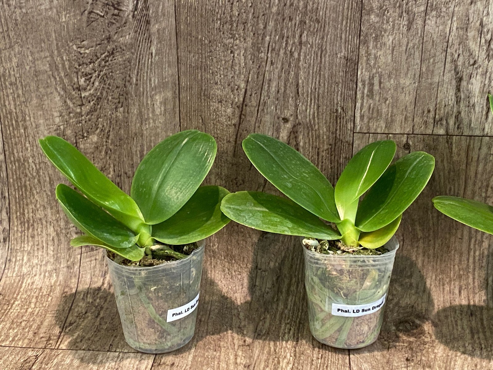 il_fullxfull.6101104280_sm39.jpg Fragrant - Phalaenopsis Phal. LD Sun Dragon (3” Pot) - Image 4