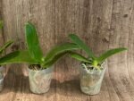 Fragrant - Phalaenopsis Phal. LD Sun Dragon (3” Pot) - Image 6