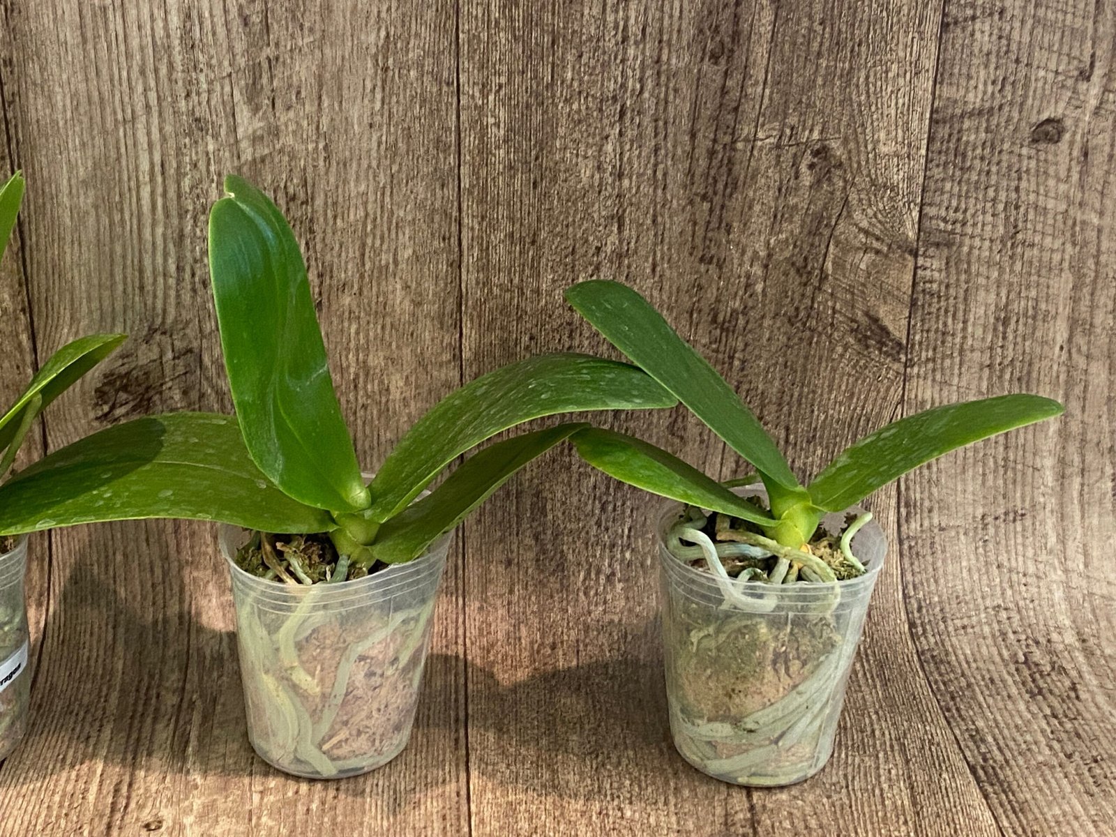 il_fullxfull.6101104626_7dle.jpg Fragrant - Phalaenopsis Phal. LD Sun Dragon (3” Pot) - Image 6