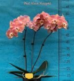 Phalaenopsis Harck Marigold (3" pot) - Image 2