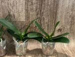 Phalaenopsis Harck Marigold (3" pot) - Image 7