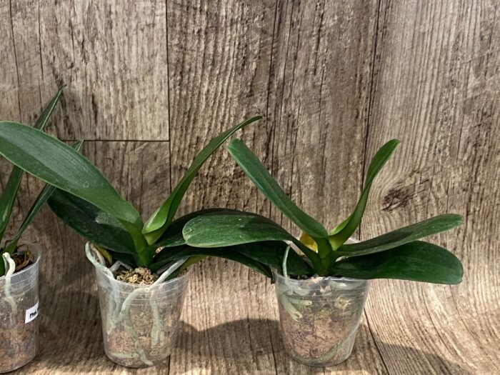 Phalaenopsis Harck Marigold (3" pot) - Image 7