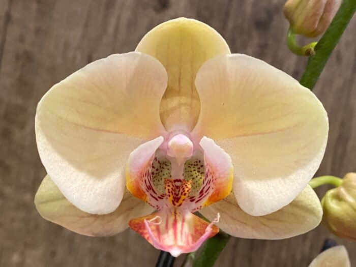 Double Spikes Phalaenopsis OX Lottery Prince (4.5" pot) - Image 6