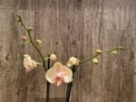 Double Spikes Phalaenopsis OX Lottery Prince (4.5" pot) - Image 7